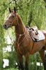 STUBBEN 1060 BREASTPLATE AND MARTINGALE