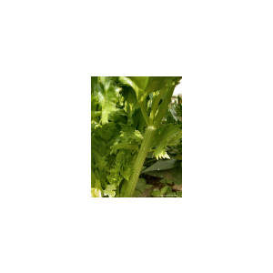NATURALLY EQUINE CELERY SEED